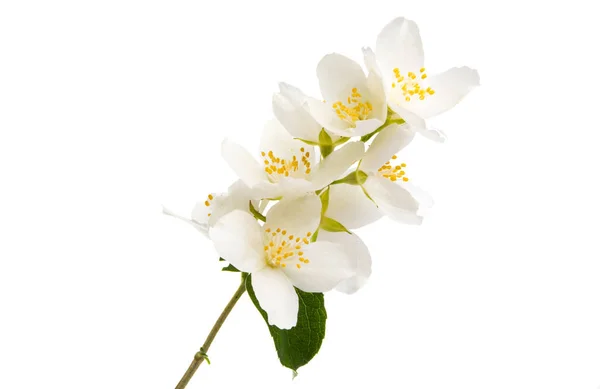 Rama Con Flores Jazmín Aisladas Sobre Fondo Blanco —  Fotos de Stock