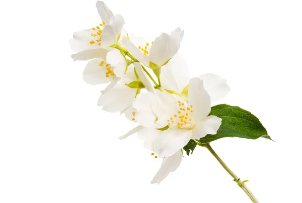 Zweig Mit Jasminblüten Isoliert Auf Weißem Hintergrund — Stockfoto