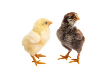 Beyaz arka planda izole edilmiş küçük tavuk