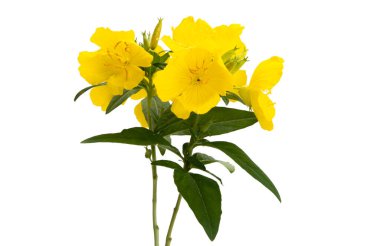 Akşam çiçekleri beyaz arkaplanda izole.