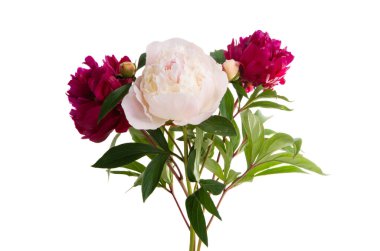 Beyaz arka planda izole edilmiş şakayık demeti