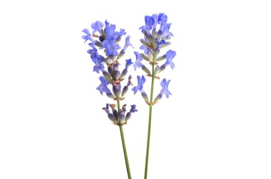 Beyaz arkaplanda lavanta izole edildi