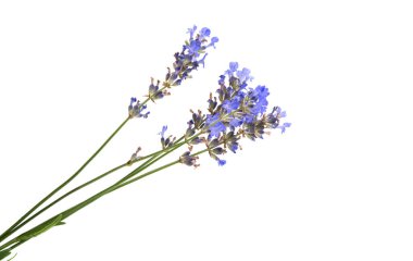 Beyaz arkaplanda lavanta izole edildi