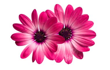 Osteospermum Daisy ya da Papatya Çiçeği Beyaz Arkaplanda İzole Edildi.
