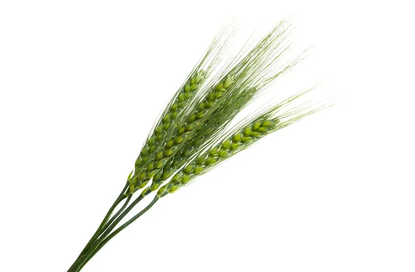 Green Spikelets Wheat Isolated White Background — Stock Photo, Image