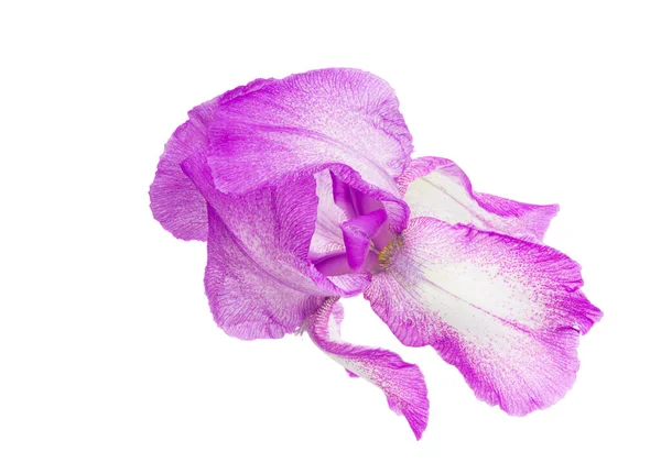 Hermosa Flor Iris Aislada Sobre Fondo Blanco —  Fotos de Stock