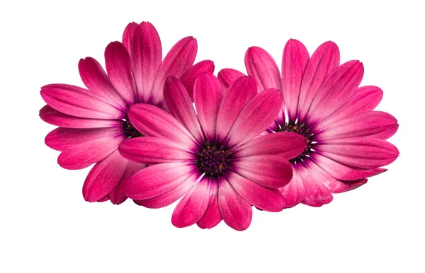 Osteospermum Daisy Nebo Cape Daisy Flower Izolované Přes Bílé Pozadí — Stock fotografie