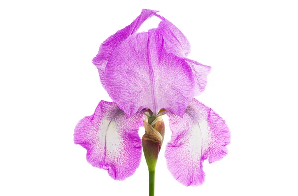 Hermosa Flor Iris Aislada Sobre Fondo Blanco — Foto de Stock