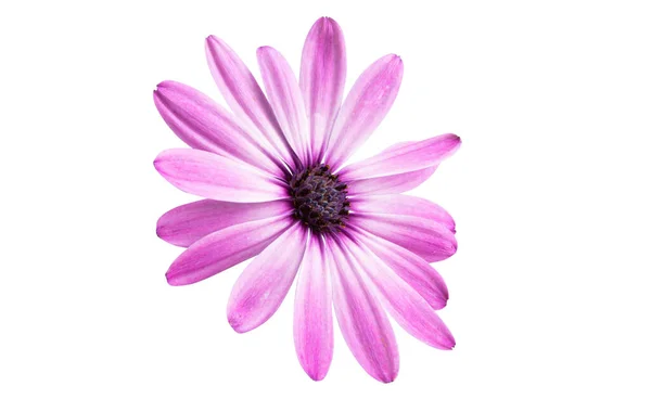 Růžová Osteospermum Daisy Nebo Cape Daisy Flower Izolované Přes Bílé — Stock fotografie