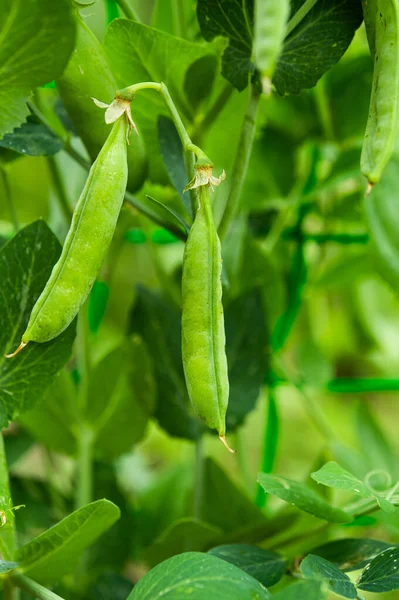 Green Peas Growing Farm — Stock Photo, Image