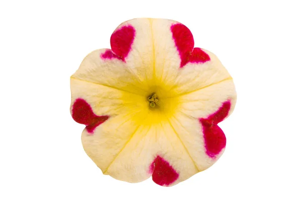 Yellow Red Petunia Flowers Isolated White Background — Stock Photo, Image