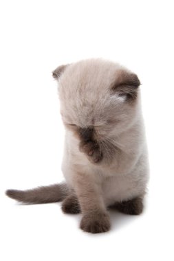 beyaz arkaplanda izole kedi yavrusu