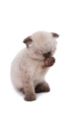 beyaz arkaplanda izole kedi yavrusu