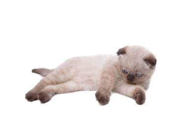 beyaz arkaplanda izole kedi yavrusu