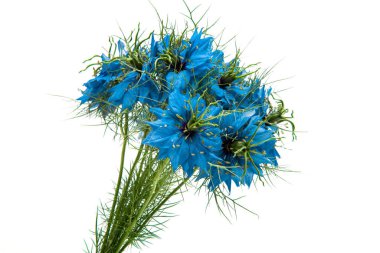 Nigella Blue beyaz arkaplanda izole edildi