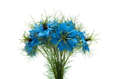 Nigella Blue beyaz arkaplanda izole edildi
