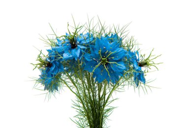 Nigella Blue isolated on white background clipart