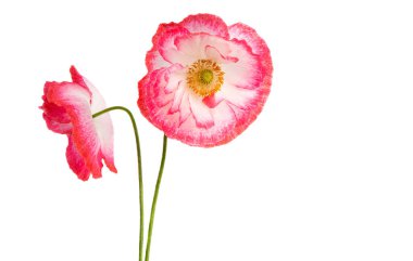 gelincik beyaz arkaplanda izole edildi