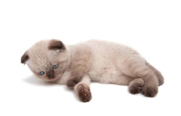 Fold Kitten Isolated White Background — Stock Photo, Image