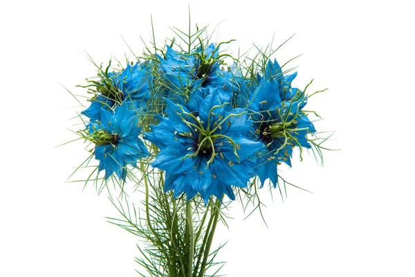 Nigella Blue Изолированы Белом Фоне — стоковое фото