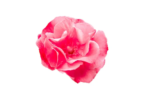 Цветок Олеандр Изолирован Белом Фоне — стоковое фото