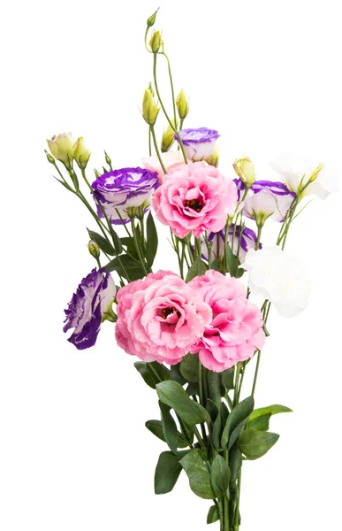 Belas Flores Eustoma Isolado Fundo Branco — Fotografia de Stock