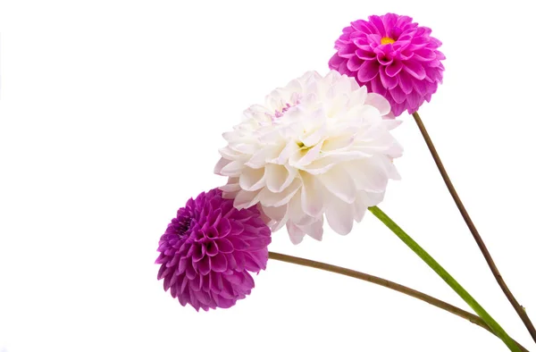 Dahlia Blommor Isolerad Vit Bakgrund — Stockfoto
