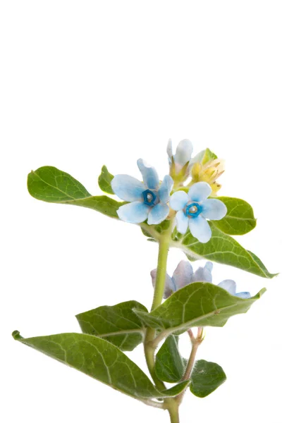 Oxypetalum Flower Isolated White Background — Stock Photo, Image