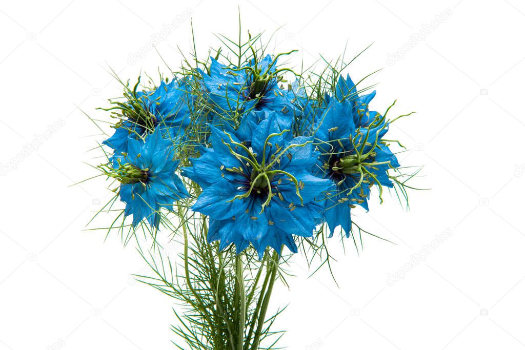 Nigella Blue isolated on white background