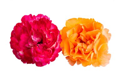 Beyaz arkaplanda izole gül çiçeği