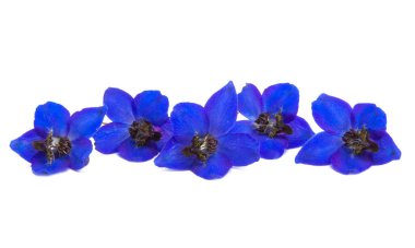 Beyaz arkaplanda izole edilmiş mavi Delphinium çiçekleri