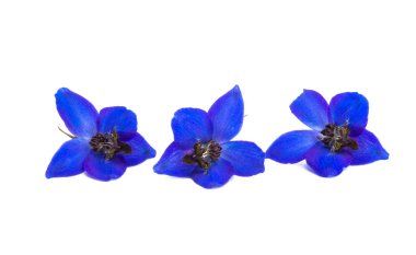 Beyaz arkaplanda izole edilmiş mavi Delphinium çiçekleri