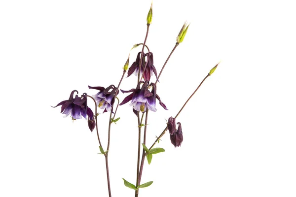 Aquilegia Blume Isoliert Auf Weißem Hintergrund — Stockfoto