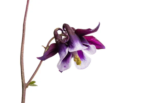 Aquilegia Blume Isoliert Auf Weißem Hintergrund — Stockfoto
