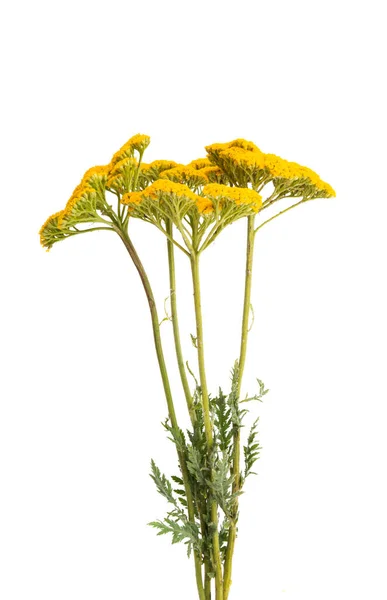 Tansy Flower Isolated White Background — Stock Photo, Image