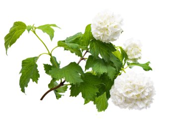 Beyaz arkaplanda izole edilmiş beyaz ortanca