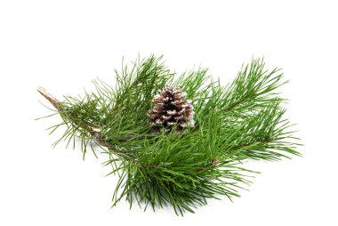 çam dalı beyaz arkaplanda izole edildi