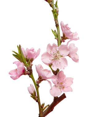 Sakura dalı beyaz arkaplanda izole edildi