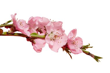 Sakura dalı beyaz arkaplanda izole edildi