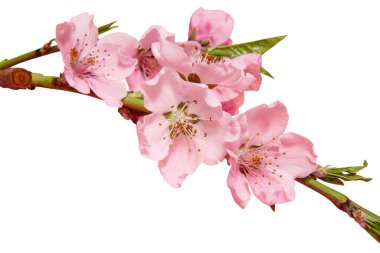 Sakura dalı beyaz arkaplanda izole edildi