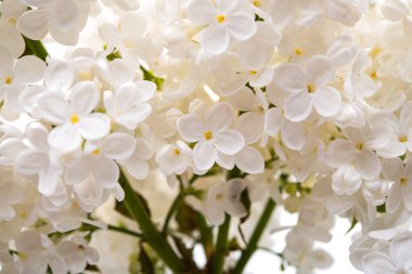 Beyaz arkaplanda yalıtılmış leylak