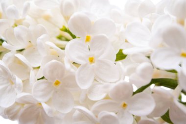 Beyaz arkaplanda yalıtılmış leylak