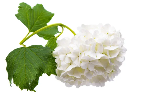 White Hydrangea Isolated White Background — Stock Photo, Image