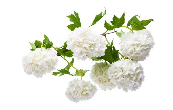 Witte Hortensia Geïsoleerd Witte Achtergrond — Stockfoto