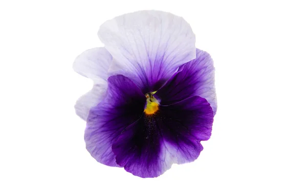 Fleur Violette Isolée Sur Fond Blanc — Photo
