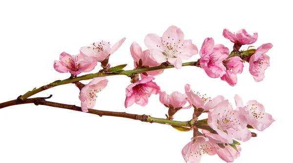 Sakura Branch Isolated White Background — Stock Photo, Image