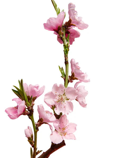 Sakura Tak Geïsoleerd Witte Achtergrond — Stockfoto