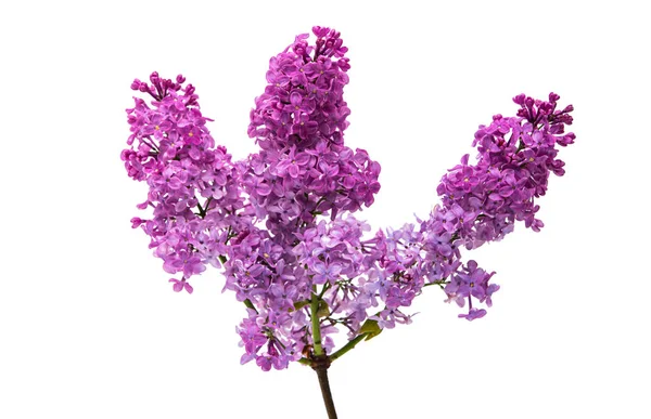 Lilac Isolated White Background — Stock Photo, Image