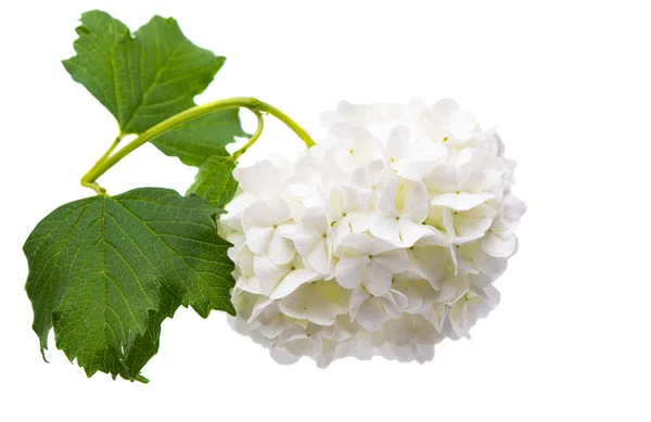 White Hydrangea Isolated White Background Stock Photo