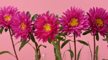 Güzel asterların yakın çekim videosu